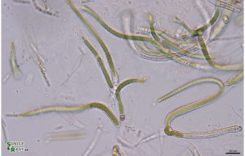 cf. Calothrix