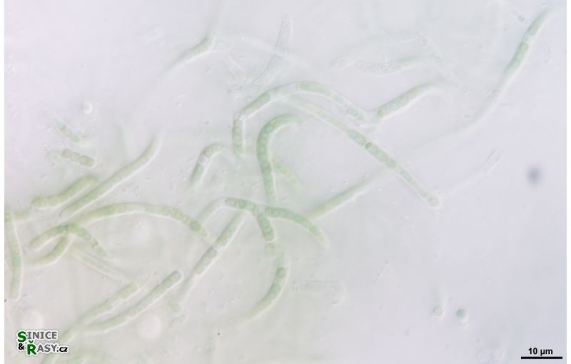 cf. Phormidesmis