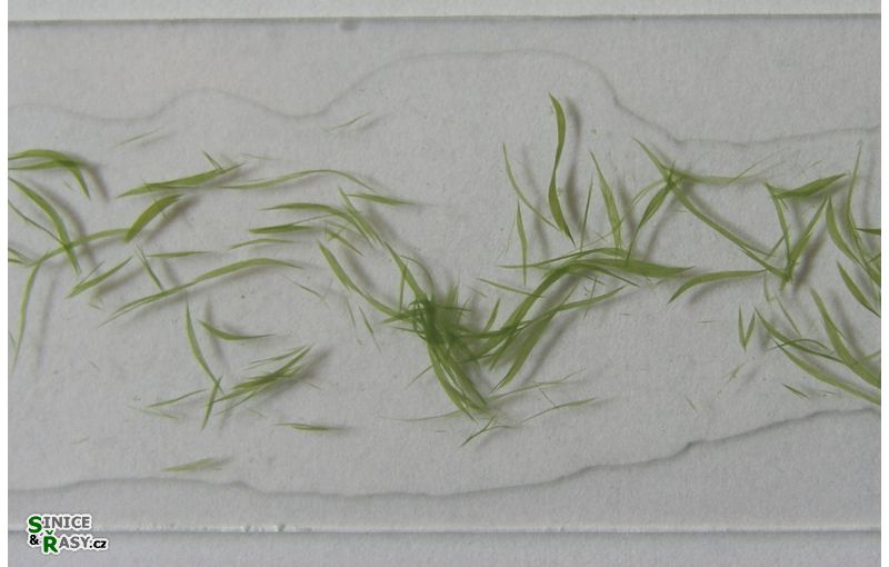 Aphanizomenon flos-aquae
