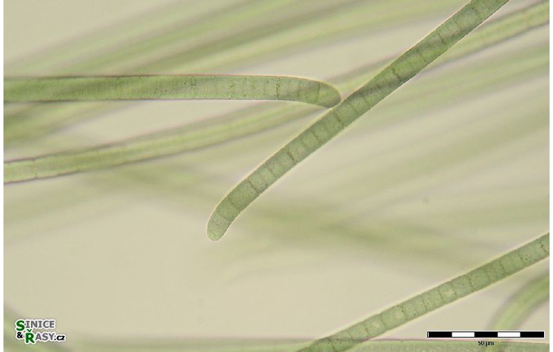 Phormidium chalybeum