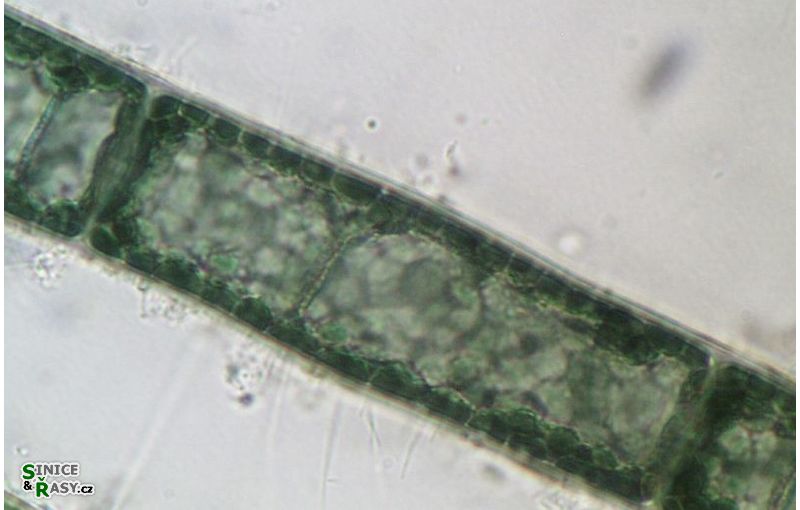 Audouinella chalybea
