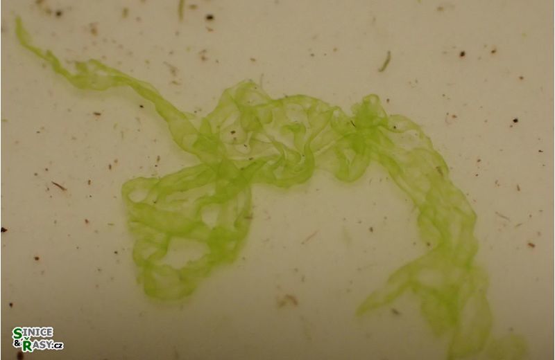 Tetraspora gelatinosa