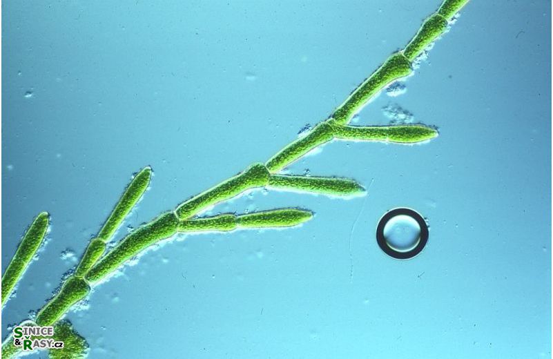 Cladophora