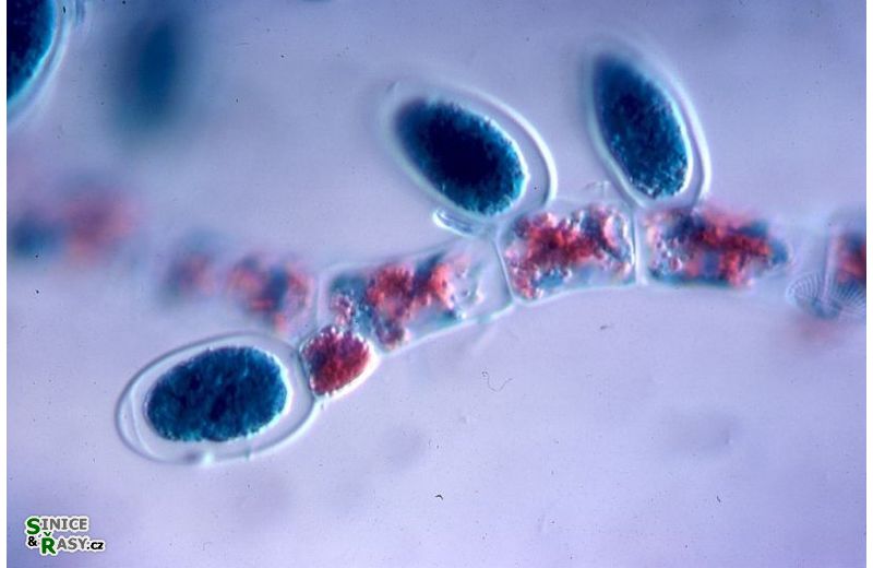 Ectocarpus