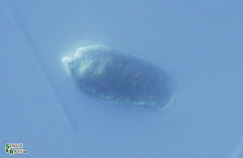 Cryptomonas rostratiformis