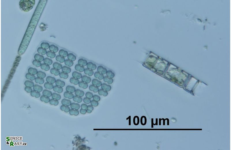 Merismopedia elegans