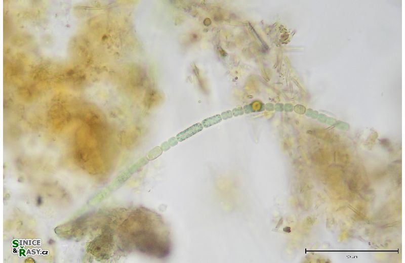 Cylindrospermum sp.