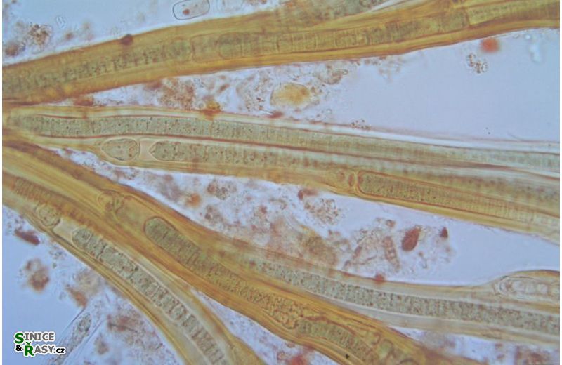 Dichothrix
