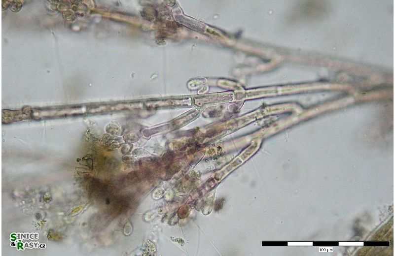 Audouinella hermanni 