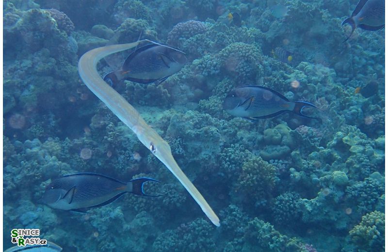 Fistularia commersonii 