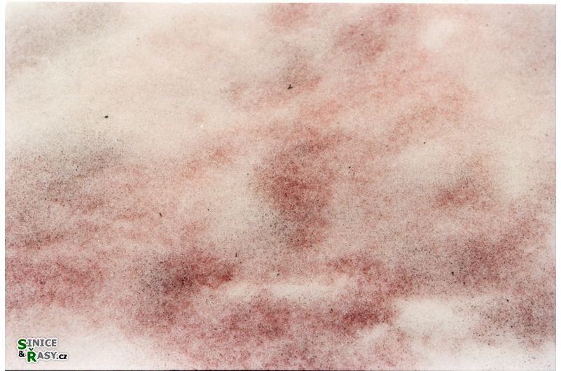 Chlamydomonas nivalis