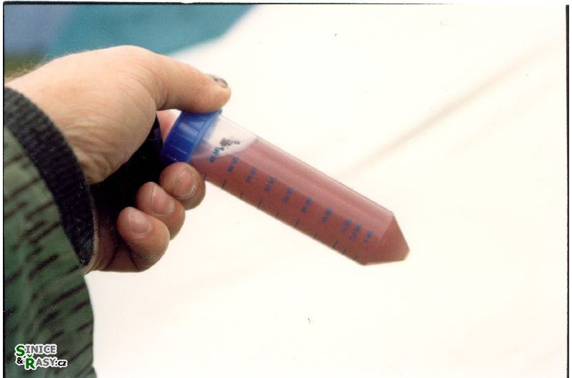 Chlamydomonas nivalis