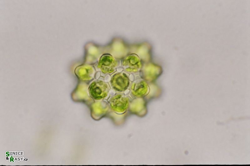 Coelastrum pseudomicroporum