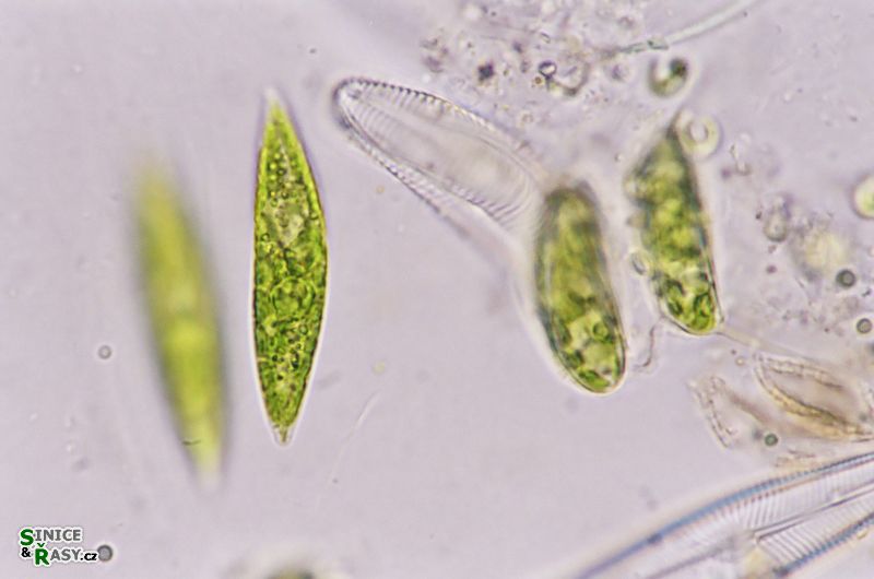 Fusola viridis