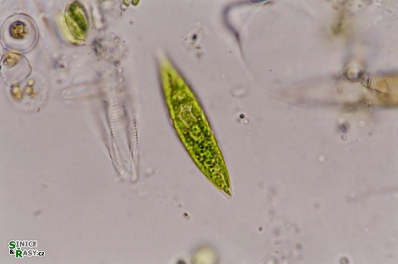 Fusola viridis