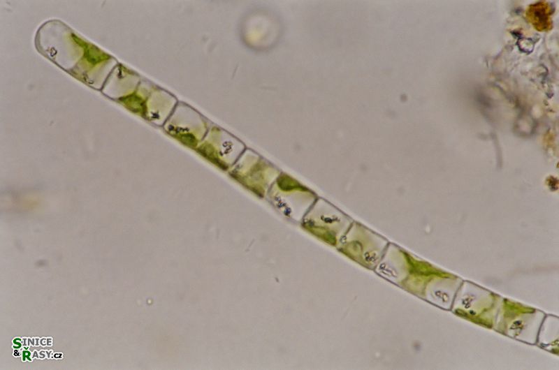 Geminella planctonica