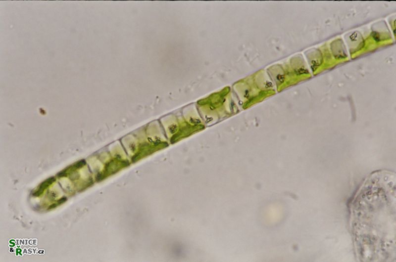 Geminella planctonica