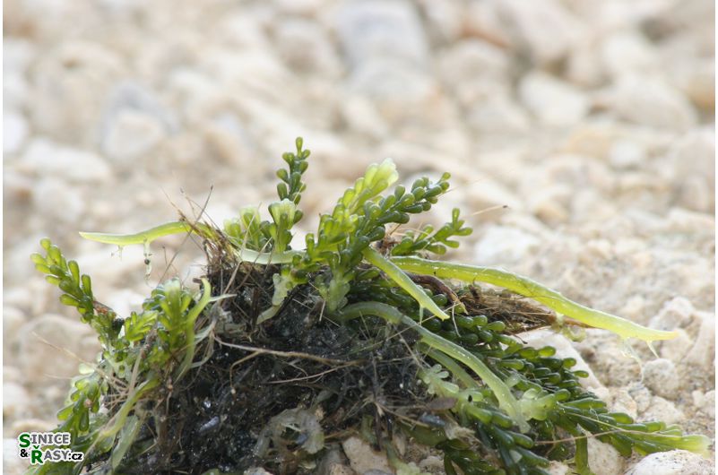 Caulerpa racemosa
