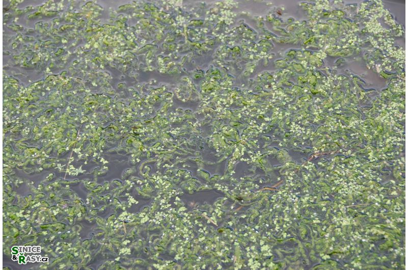 Ulva flexuosa