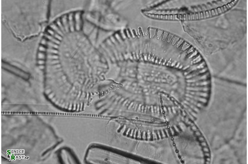 Campylodiscus clypaeus