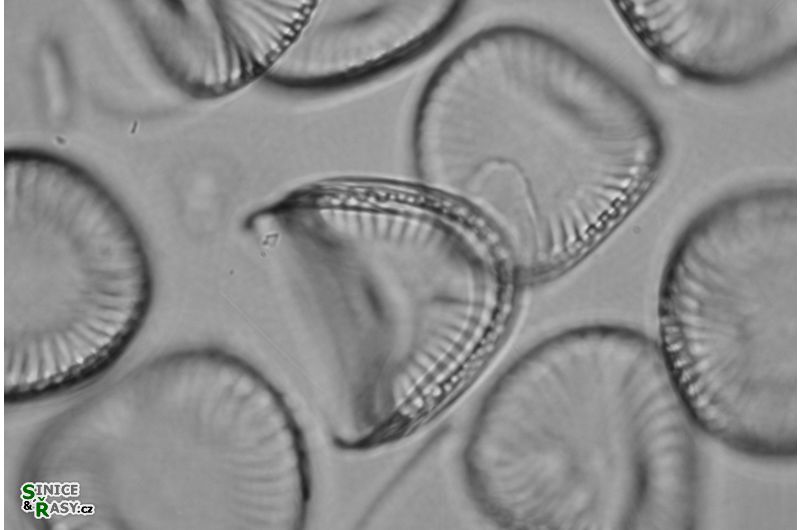 Campylodiscus noricus