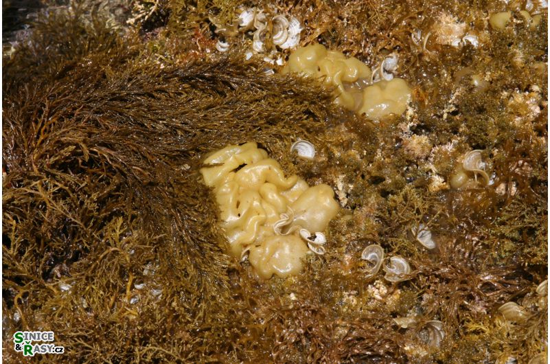 Colpomenia sinuosa