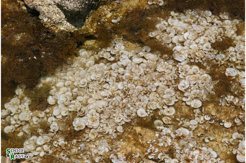 Padina pavonica