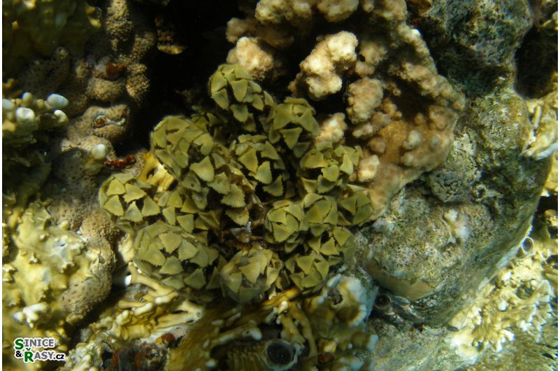 Turbinaria decurens