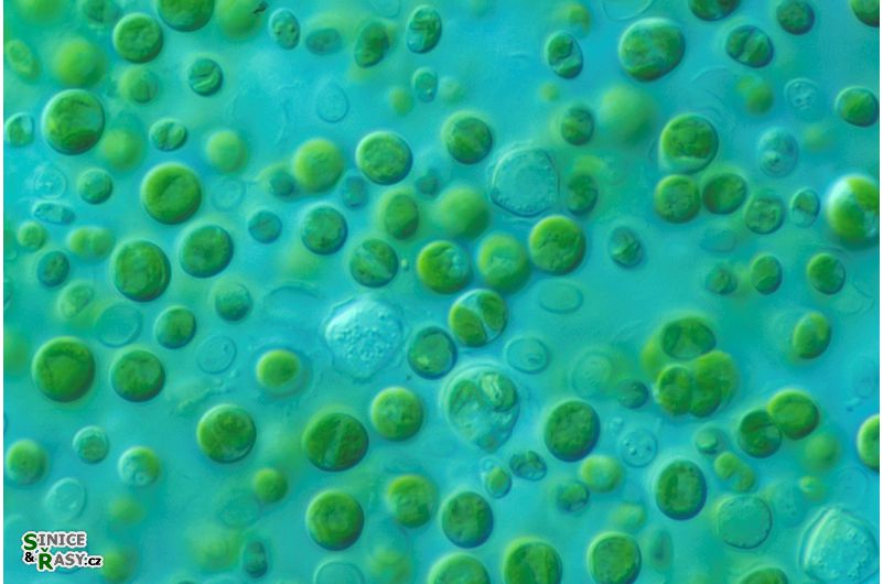 Ellipsoidion regulare