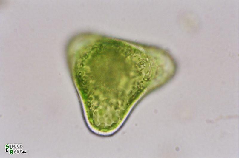 Tetraedriella polychloris
