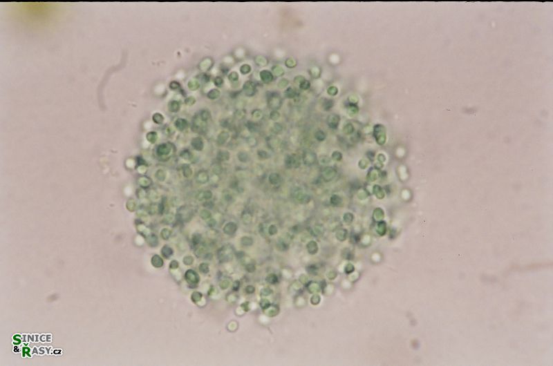 Aphanocapsa elegans