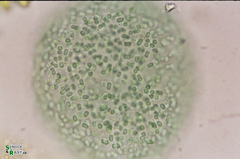 Aphanocapsa elegans