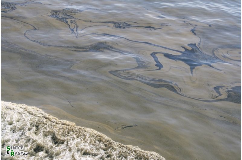 Nodularia spumigena