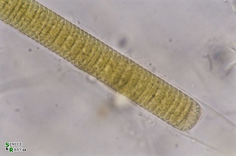 Lyngbya aestuarii