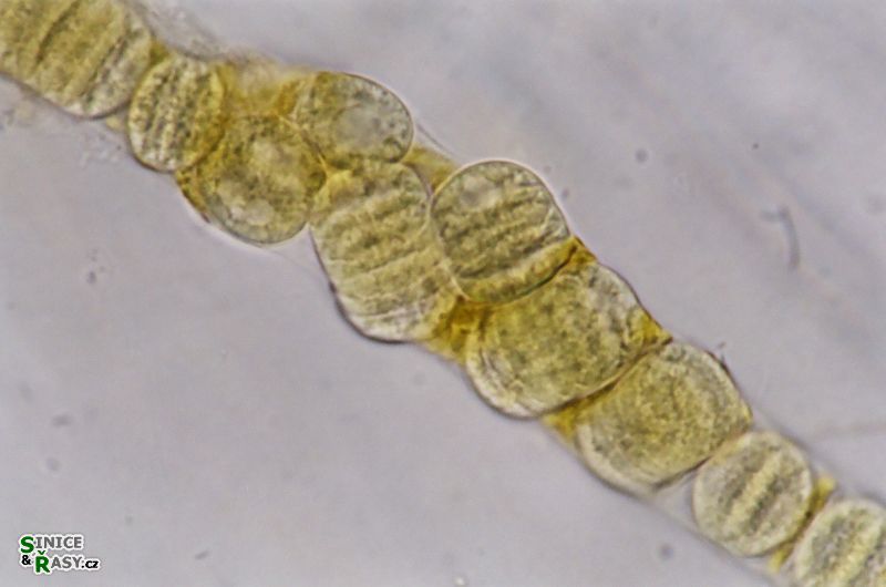 Lyngbya aestuarii