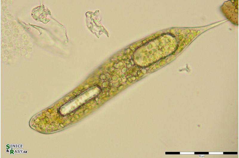 Lepocinclis oxyuris