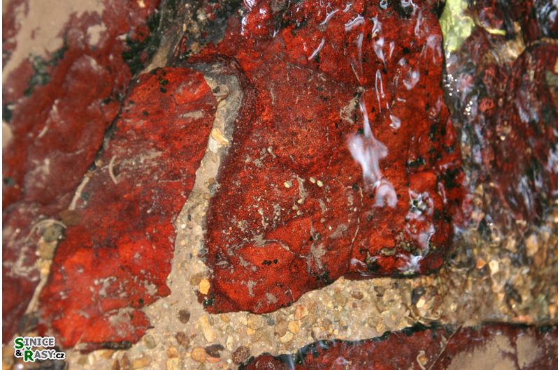 Hildenbrandia