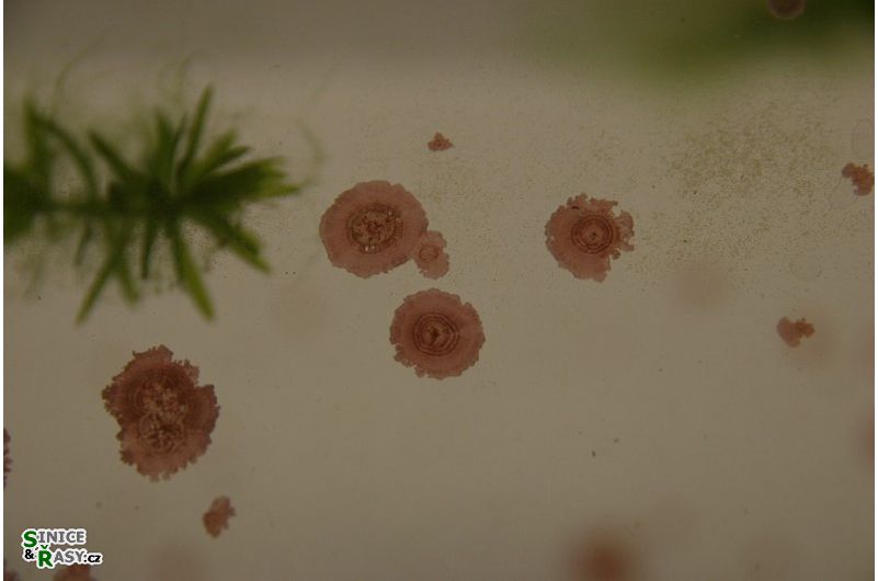 Hildenbrandia rivularis