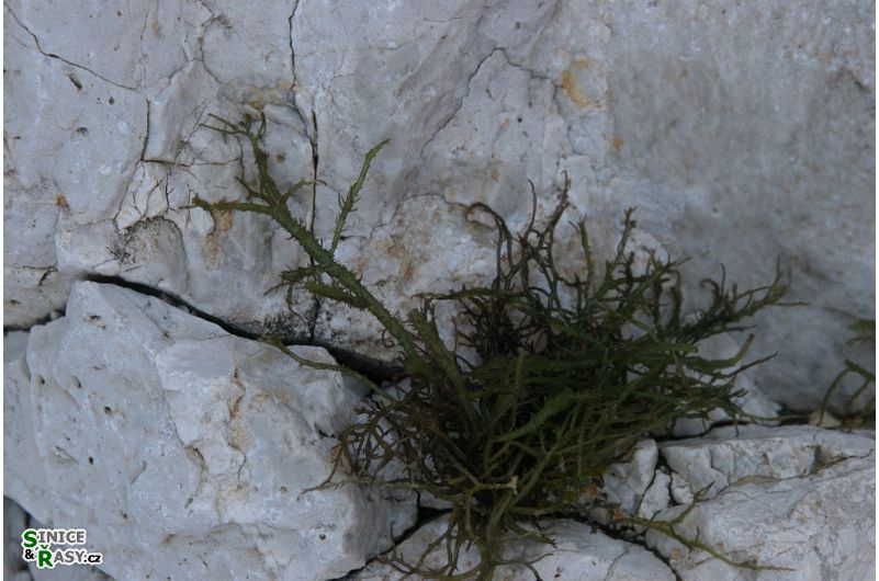 Hypnea musciformis