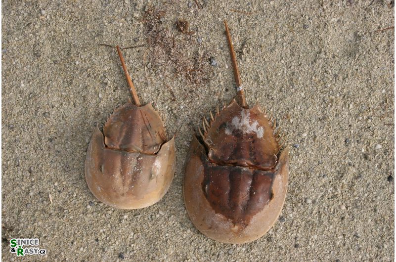Limulus polyphemus