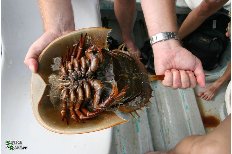 Limulus polyphemus