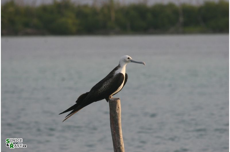 Fregata magnificens 