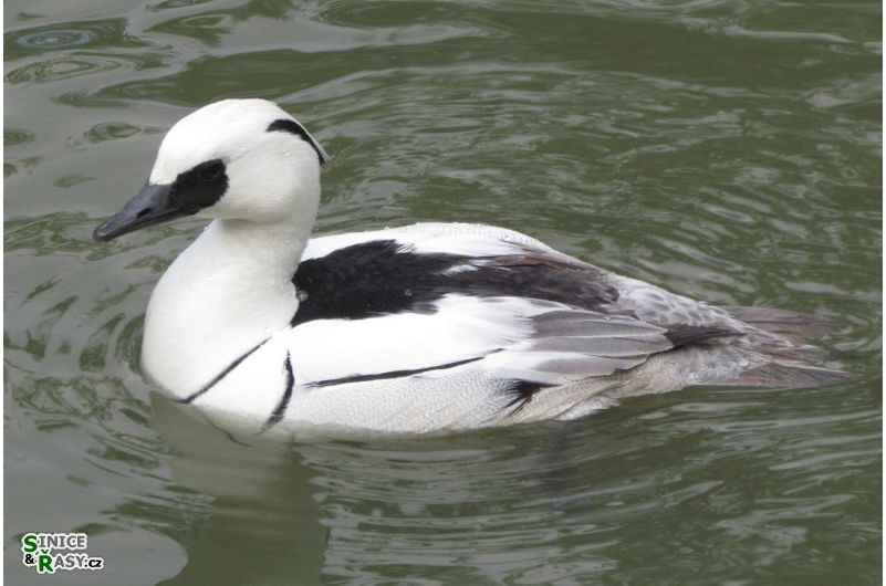 Mergellus albellus