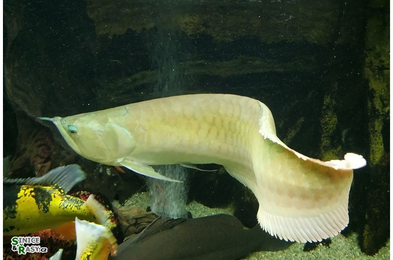 Osteoglossum bicirrhosum