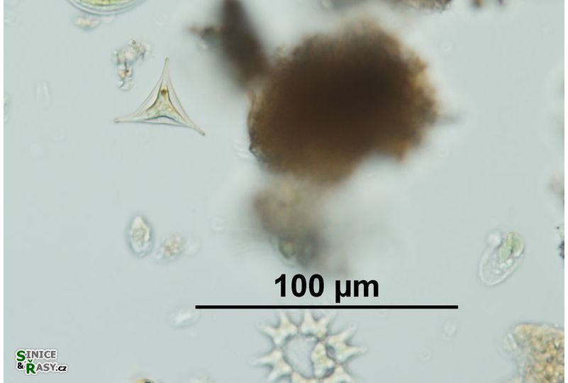Tetraedron trigonum