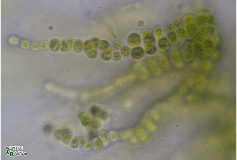 Coccobotrys