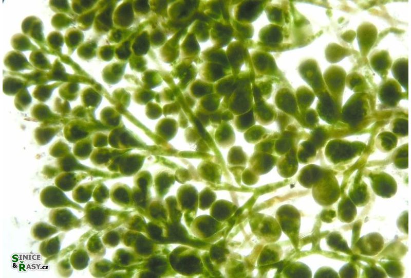 Halimeda