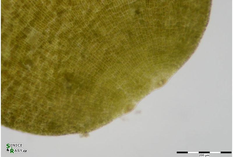 Dictyota dichotoma