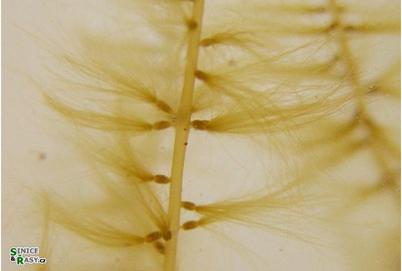 Sporochnus pedunculatus