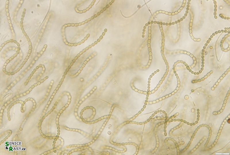 Nostoc linckia